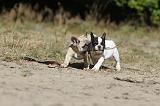 BOULEDOGUE FRANCAIS 199